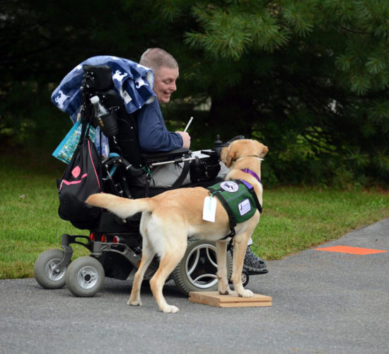 what does it take to be a service dog