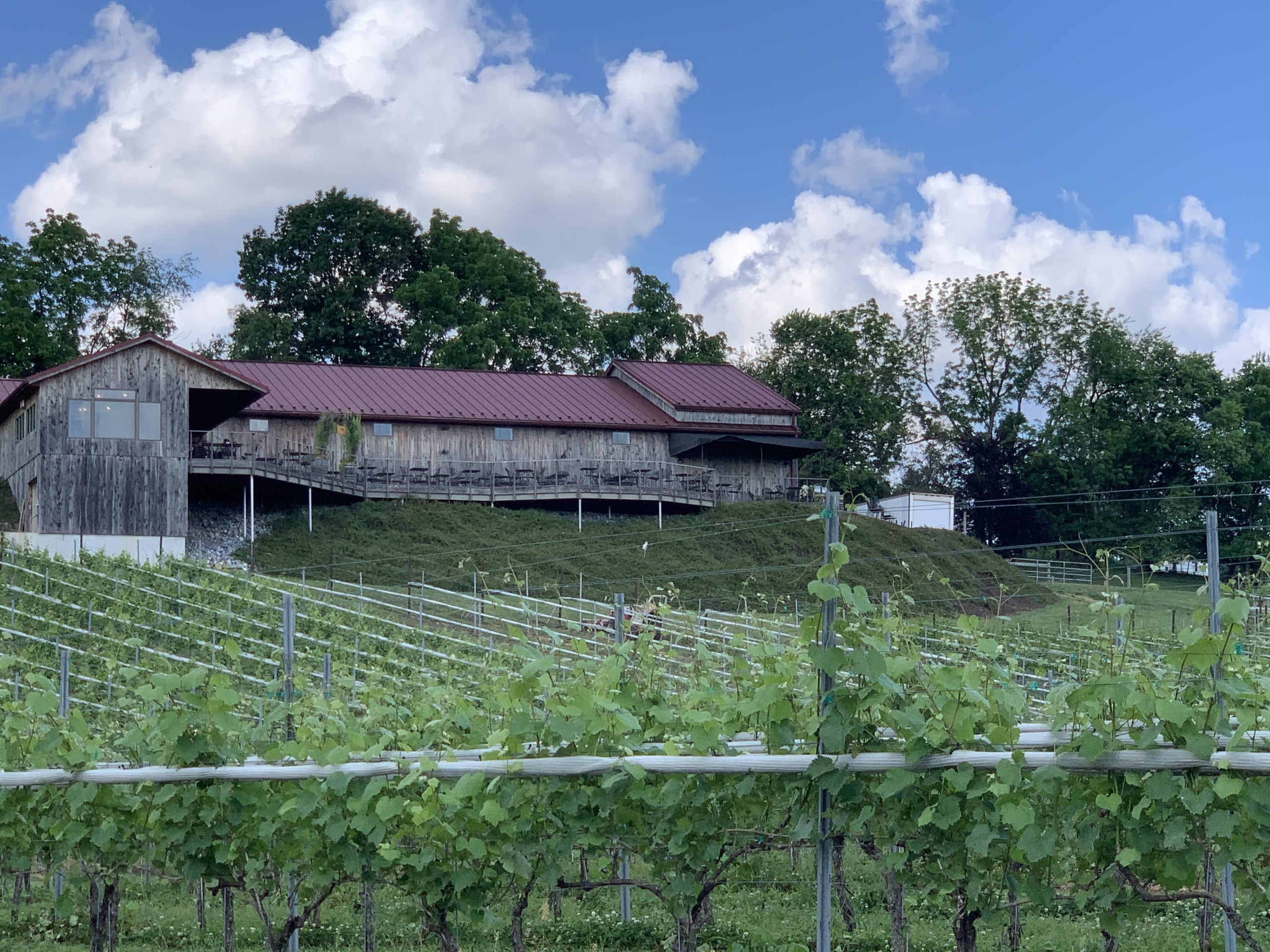 Grandview Vineyard