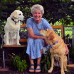A smiling woman in a blue patterned dress sitting on a wooden bench outdoors with two Labrador Retrievers, one yellow and one light brown.