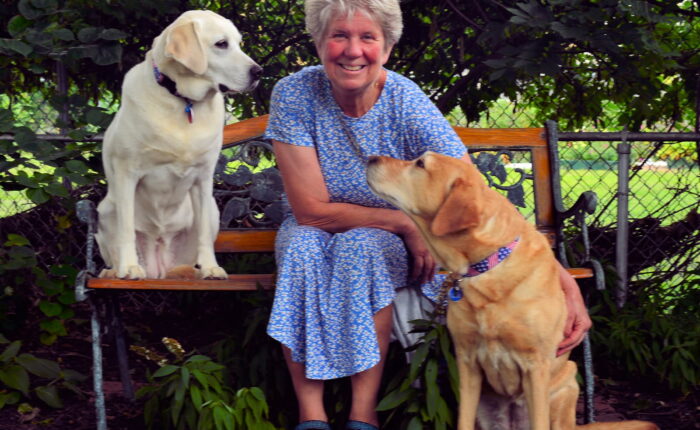 A smiling woman in a blue patterned dress sitting on a wooden bench outdoors with two Labrador Retrievers, one yellow and one light brown.